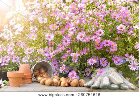 Sunlight In Bush Of Pink Flowers Above Flowerbulbs And Can