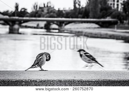 Sparrows In The City. Birds Scene. Black And White Photo.