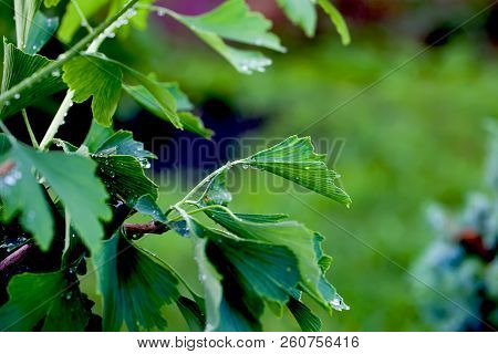 Reflection In Water Droplets On Young Leaves Of Ginkgo Biloba.