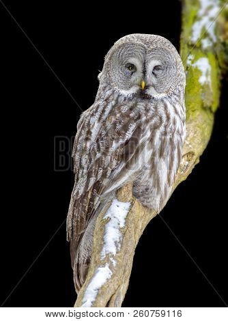 Great Grey Owl At Winter Time Partly Isolated In Black Back