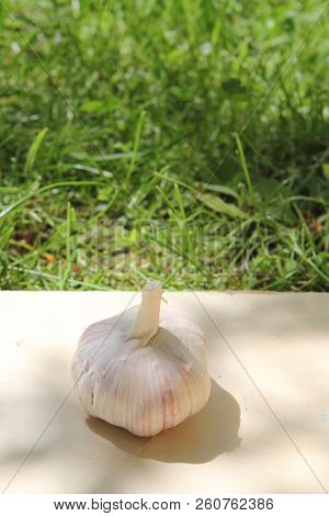 Fresh Harvest Of Garlic Top View Isolated On Wooden Background