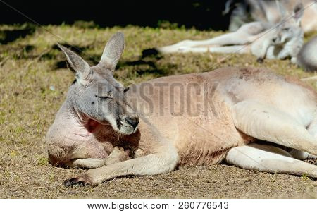 Portrait Of A Red Kangoroo Lying In The Grass