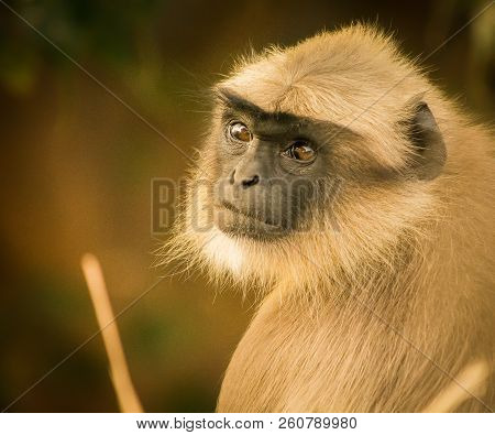 Portrait Of A Langoor Macaque Or Black Langur Monkey