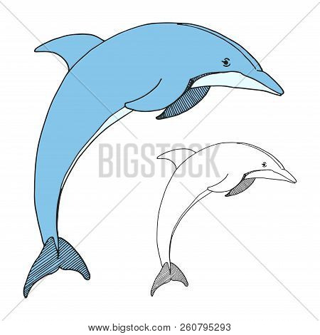 Hand Drawn Dolphin. Vector Illustration In Sketch Style
