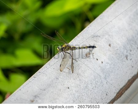 A Small Green Japanese Dragonfly Rests Beside A Rice Field In Central Kanagawa, Japan