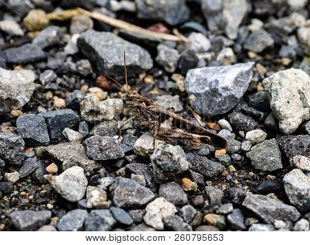 A Large Japanese Grasshopper Sits Amonth The Gravel In A Small Walking Path In Central Kanagawa, Jap