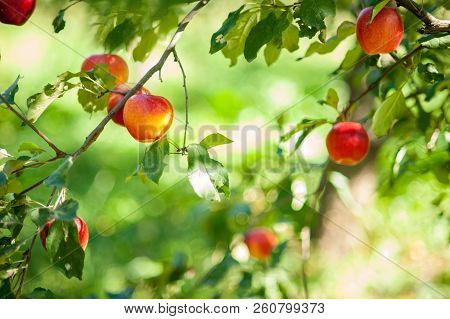 Red Apples On A Tree In The Garden. Apple Harvest. Copy Space Organic Apple In The Orchard. Harvest 