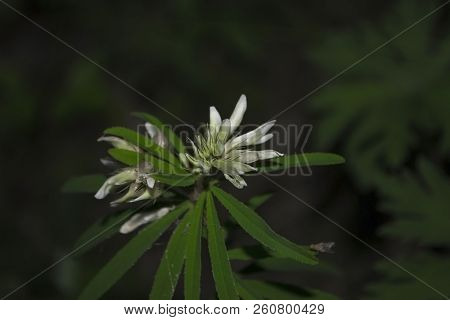 Clover Lupine White On A Dark Background Close-up.