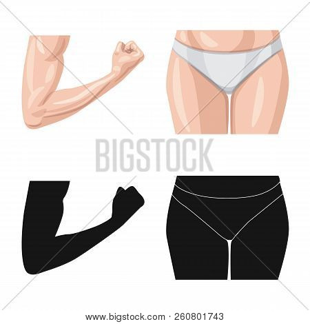 Vector Design Of Human And Part Icon. Set Of Human And Woman Stock Vector Illustration.