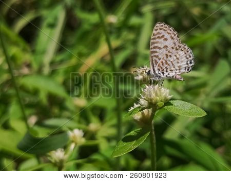 Castalius Rosimon Or Taracus Nara. Common Or Striped Pierrot.  Beautiful White Butterfly With Brown 