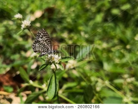Beautiful White Butterfly With Brown Stripes. Common Or Striped Pierrot. Castalius Rosimon Or Taracu