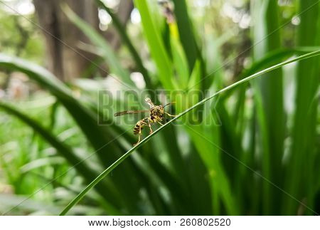 Front View Of A Beautiful Yellow Wasp, Winged Hymenopteran Insect, Over A Green Big Leaf With Nature