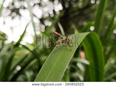 Back View Of A Yellow Wasp, Winged Hymenopteran Insect, Over A Green Big Leaf With Nature Background