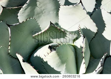 Succulent Aloe Vera Plant Closeup With Spikey Ends Background