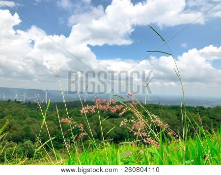 Desho Grass Flower  And Green Grass With Mountain And Sky Background.