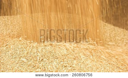 Unloading Grain In A Pile. Pouring Wheat Corns In A Big Heap.