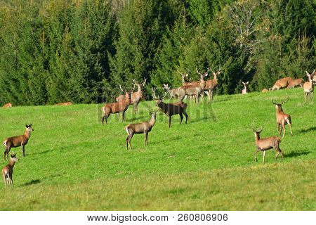 Wildlife Deer Defends And Keep Watching Herd Of Deerskin During The Rut On The Meadow