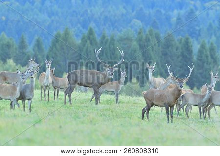 Wildlife Deer Defends And Keep Watching Herd Of Deerskin During The Rut On The Meadow
