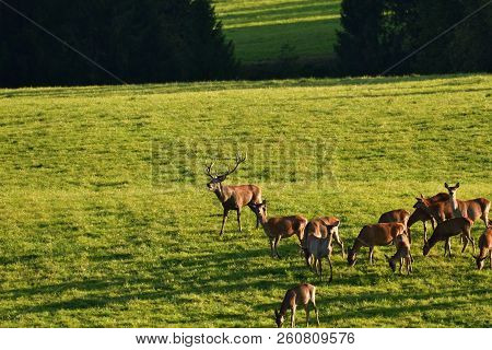 Wildlife Deer Defends And Keep Watching Herd Of Deerskin During The Rut On The Meadow