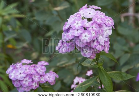 Garden Phlox Flowers Close Up Shot In Summer