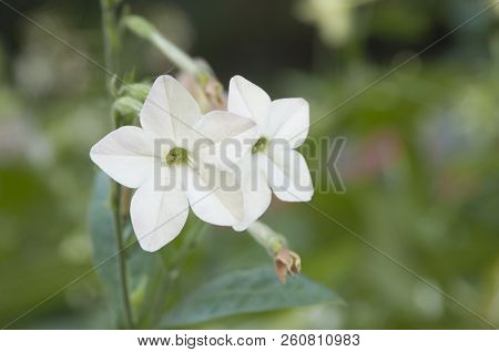 Australian Tobacco Flowers In Summer, Close Up Shot