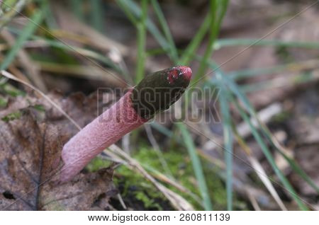 Mushrooms (mutinus Ravenelii) On A Forest Soil