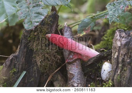 Mushrooms (mutinus Ravenelii) On A Forest Soil