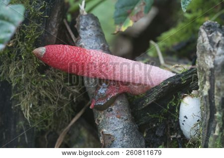 Mushrooms (mutinus Ravenelii) On A Forest Soil