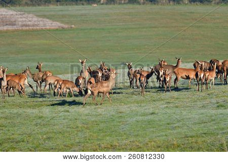 Wildlife Deer Defends And Keep Watching Herd Of Deerskin During The Rut On The Meadow