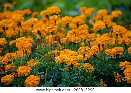 Marigolds Or Tagetes Erecta Flower In Thegarden. Orange Marigolds. Tagetes.