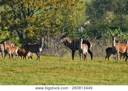 Wildlife Deer Defends And Keep Watching Herd Of Deerskin During The Rut On The Meadow