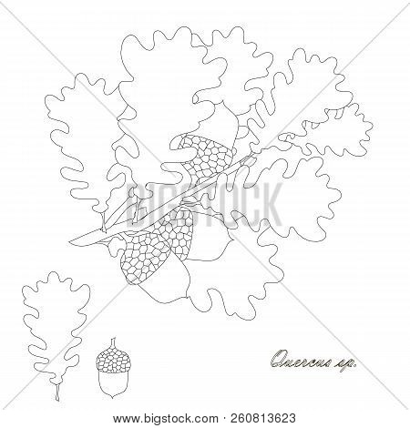 Oak Branch With Leaves And Fruits, Acorns, Sketch Design Element Monochrome Stock Vector Illustratio