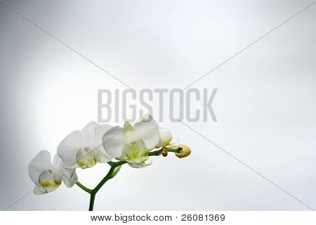 Witte vlinder orchid (Phalenopsis sp.) op een grijze achtergrond.