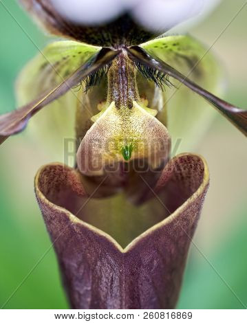 Close Up Of Orchid Flower (paphiopedilum Insigne)