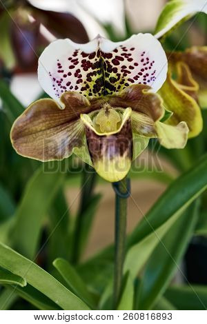 Close Up Of Orchid Flower (paphiopedilum Insigne)