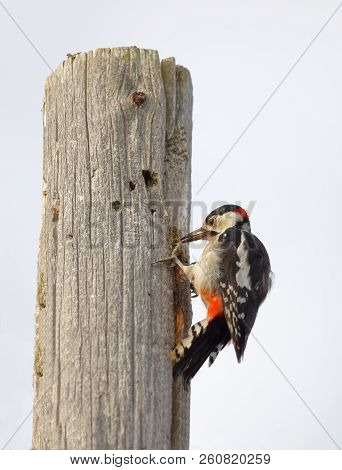 Great Spotted Woodpecker (latin: Dendrocopus Major) Eating On A Cone Using Crack In A Telephone Pole