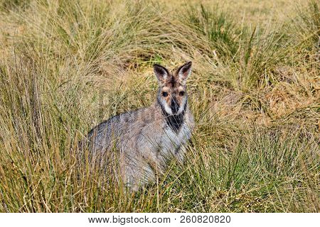 Young Cute Wild Grey Kangaroo