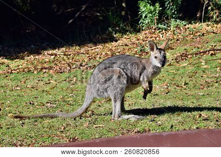 Young Cute Wild Grey Kangaroo