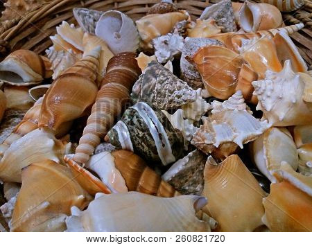 A Lot Of Beautiful Shells, Greek Souvenirs. Close Up