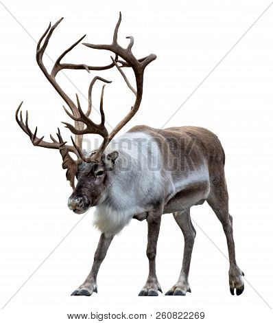 Reindeer With Huge Antlers  Isolated On The White Background - Front View