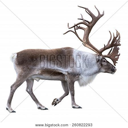 Reindeer With Huge Antlers  Isolated On The White Background - Side View