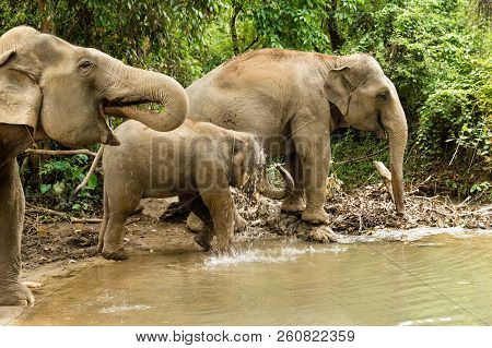 Group Of Elephants Is Bathing In A Pond Between A Forest. Chiang Mai Province, Thailand.