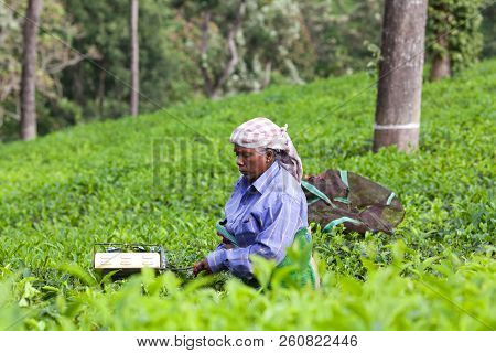 Munnar, India - November 14, 2016: Tea Picker Woman Working In Tea Plantation In Munnar, Kerala, Sou