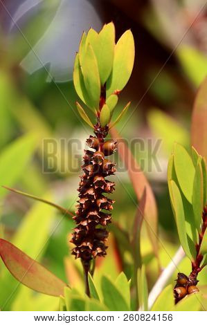 Bottlebrush Or Callistemon Plant Closeup Of Small Fully Opened Woody Seed Capsules Without Seeds In 