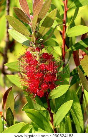Bottlebrush Or Callistemon Plant Closeup Of Partially Opened Woody Seed Capsules With Red Cylindrica