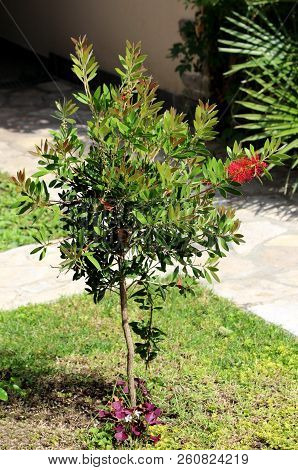 Bottlebrush Or Callistemon Plant Small Tree Planted In Local Garden With Flower Buds And One Large F