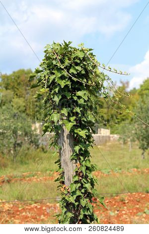 Field Bindweed Or Convolvulus Arvensis Or European Bindweed Or Creeping Jenny Or Possession Vine Her