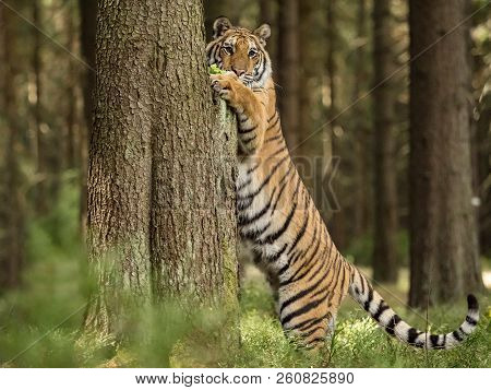 Tiger Runs Behind The Prey In Water. Hunt The Prey In Tajga In Hot Summer Day. Tiger In Wild Nature.