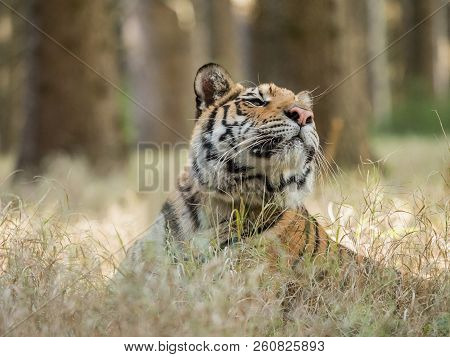 Tiger Portrait. Tiger In Wild Nature. Action Wildlife Scene, Danger Animal. Eautiful Siberian Tiger 