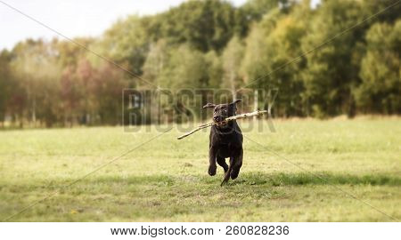 Labrador puppy dog running with branch in his mouth in green grass field
